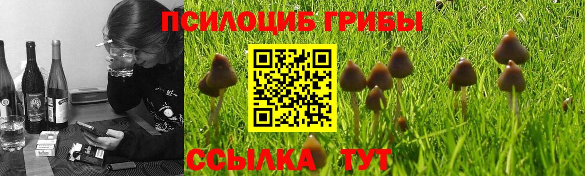 Новосибирск  Псилоцибиновые грибы GOLDEN TEACHER  Вход с VPN 