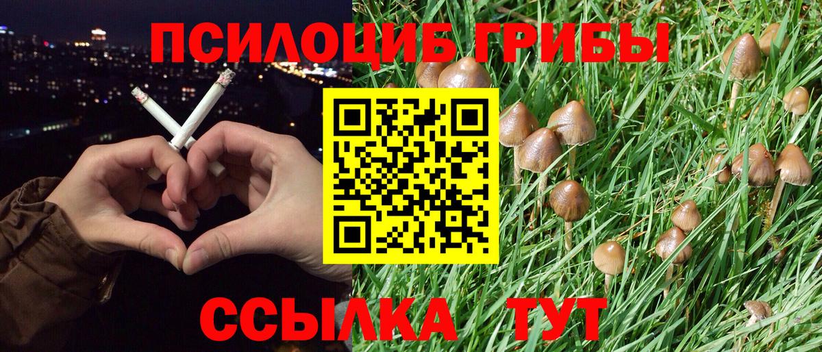 Галлюциногенные грибы Psilocybe Новосибирск